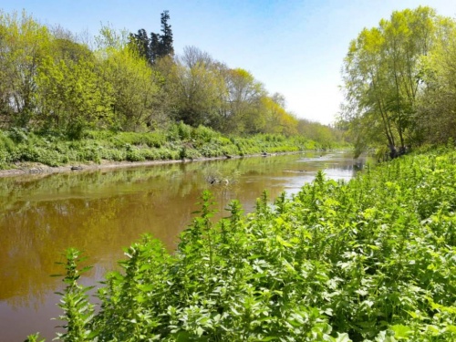 Ecolog&iacute;a: Ituzaing&oacute; liber&oacute; un gavil&aacute;n en la reserva del R&iacute;o Reconquista