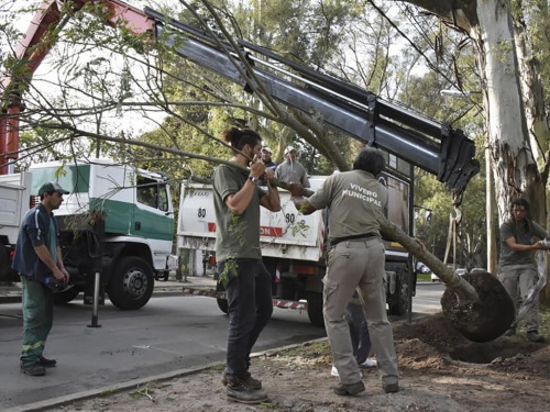 Forestaci&oacute;n de la Avenida Mart&iacute;n Fierro