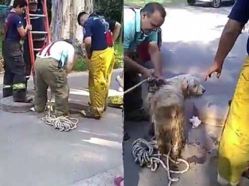 Parque Leloir: Entre vecinos y bomberos salvaron a un perro atrapado en una boca de tormenta