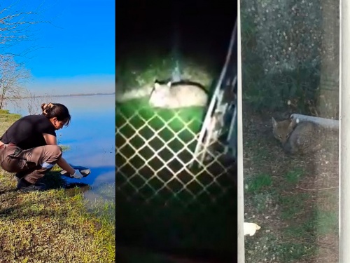 Animales salvajes sorprendieron a los vecinos de la Zona Oeste