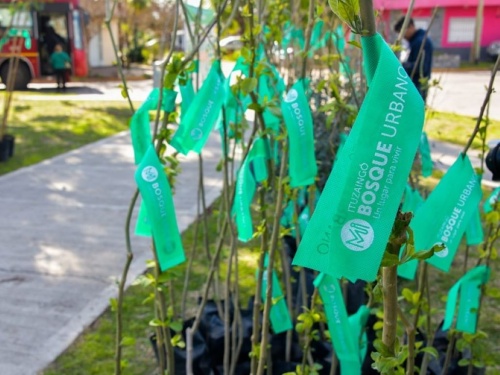 D&iacute;a del &Aacute;rbol: Plantar&aacute;n 24mil brotes en una ceremonia online