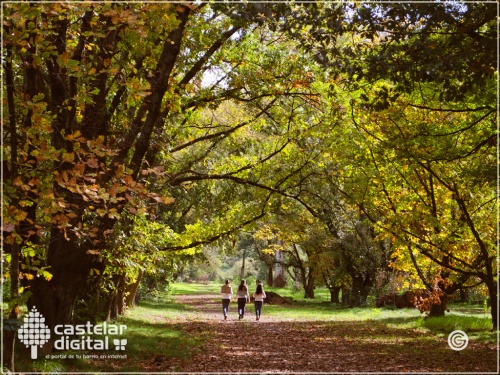 Ituzaing&oacute; busca plantar 1000 &aacute;rboles en agosto