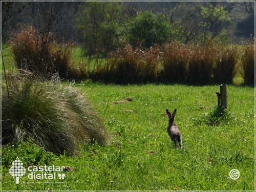 Bot&aacute;nico Ragonese: Pulm&oacute;n que protege la flora y fauna local