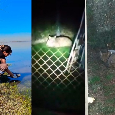Animales salvajes sorprendieron a los vecinos de la Zona Oeste